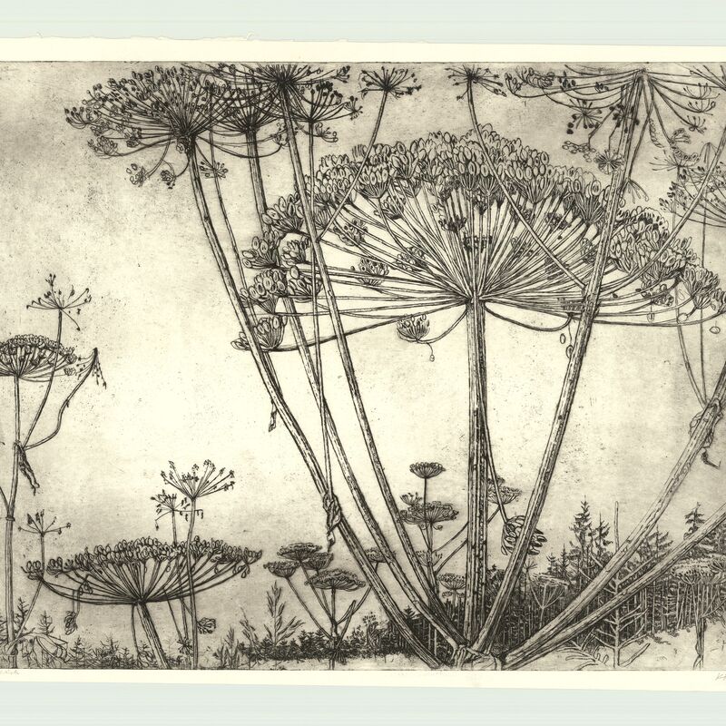 Riesenschirling, R 1988, 643x490


