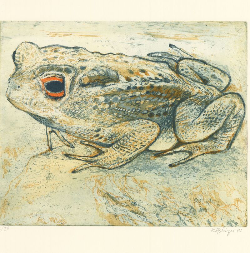 Erdkröte, FR 1981, 299x248














